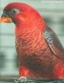 /album/lori-kardinalsky-cardinal-lory/lory-kardinalsky-1-jpg/